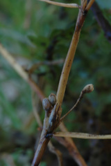 Schoenus maschalinus