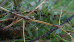 Schoenus maschalinus