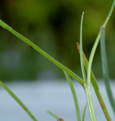 Schoenus maschalinus