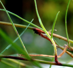 Schoenus maschalinus