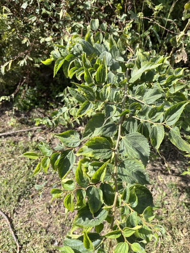Celtis africana, photograph 5