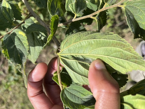 Celtis africana, photograph 6