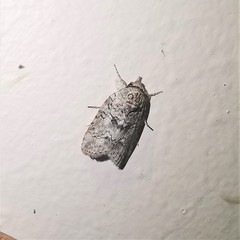 Nycteola polycyma