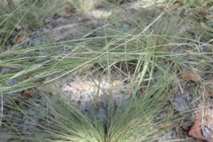 Aristida warburgii