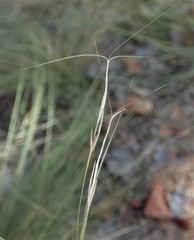 Aristida warburgii