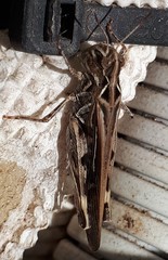 Austroicetes