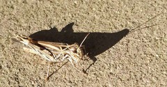 Austroicetes