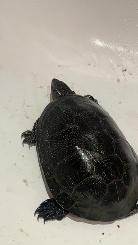 European Pond Turtle