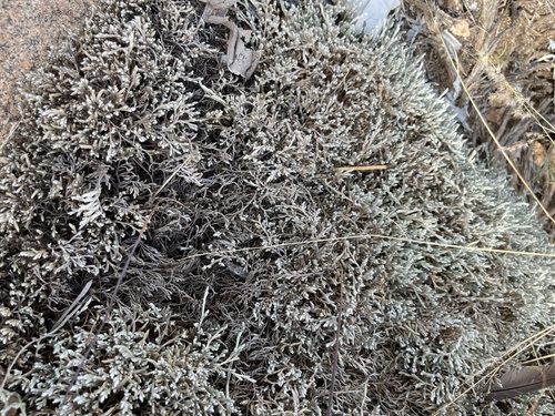 Selaginella dregei, photograph 2