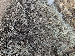 Selaginella dregei, photograph author not stated, no rights reserved