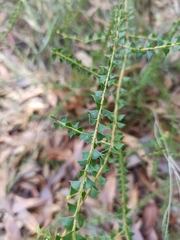 Acacia hubbardiana
