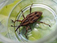 Rhabdoscelus lineaticollis