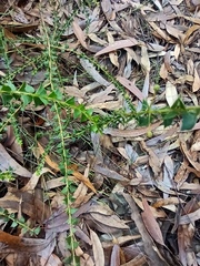 Acacia hubbardiana