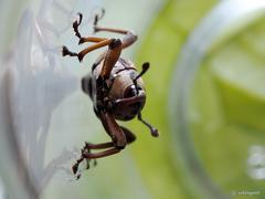 Rhabdoscelus lineaticollis