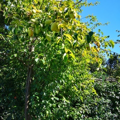 Pseudocydonia sinensis