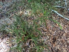 Acacia hubbardiana