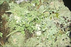 Cladonia rigida