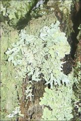 Hypogymnia subphysodes