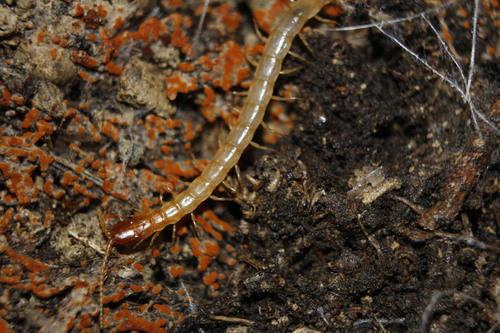 Newportia pelaezi