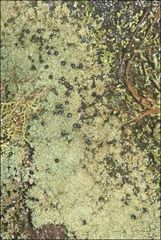 Neophyllis melacarpa