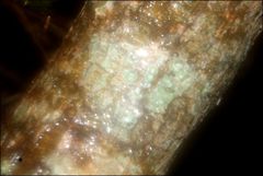 Pertusaria pertractata