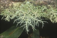 Usnea inermis