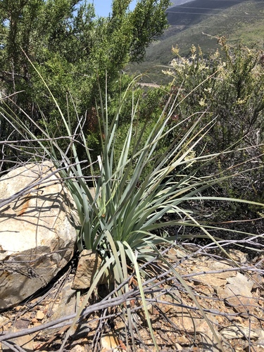 Nolina interrata