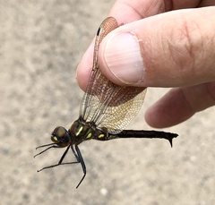 Somatochlora ensigera