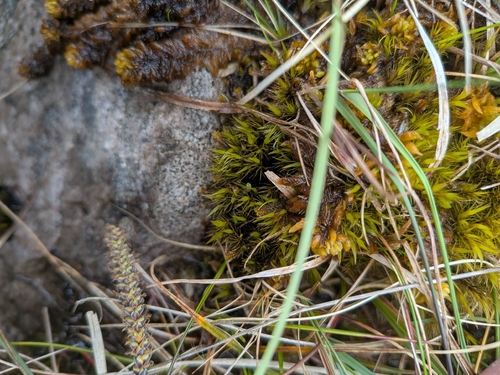 Campylopus flexuosus observed 2026-05-22