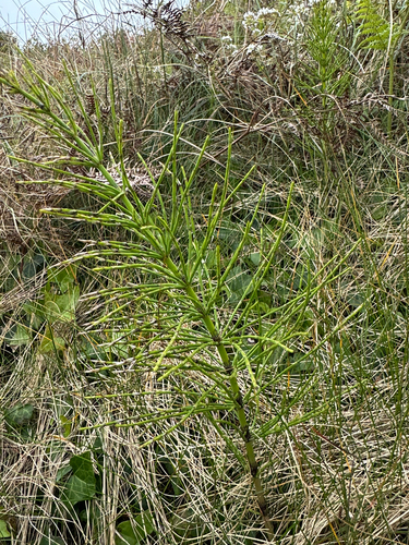 Equisetum × robertsii (Equisetum × robertsii)