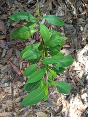 Dodonaea triquetra