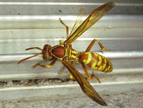 Photo of Apache Paper Wasp (Polistes apachus)