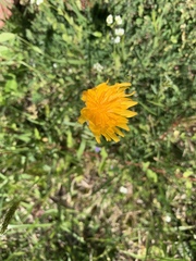 Krigia dandelion
