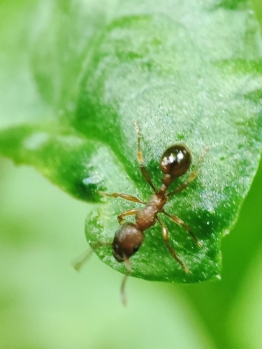 Furrowed Ants