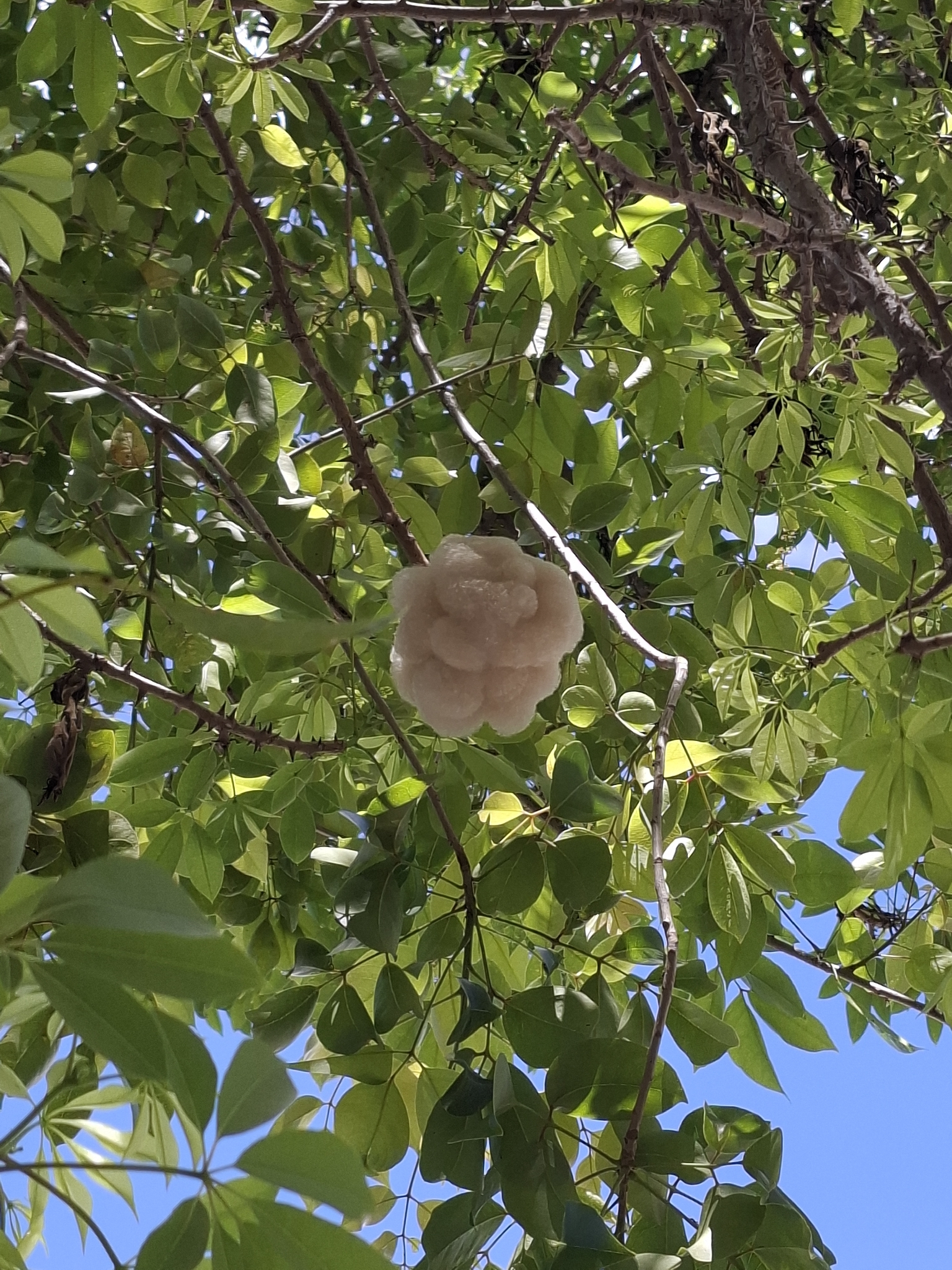 Ceiba schottii Britten & Baker f. 4