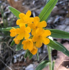 Lithospermum canescens