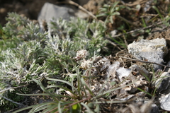 Lomatium linearifolium