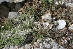 Lomatium linearifolium