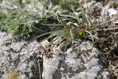 Lomatium linearifolium