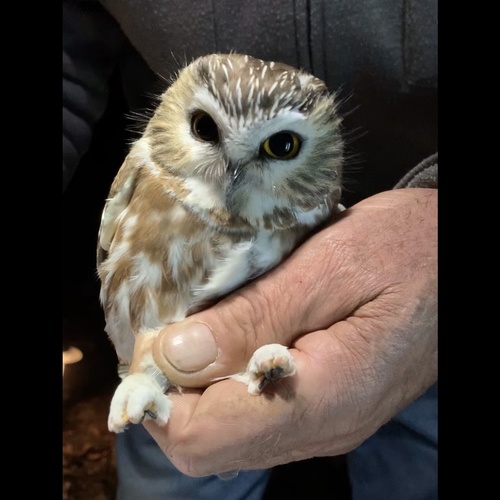 Northern Saw-whet Owl photographed in Connecticut