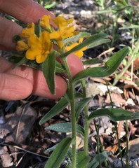Lithospermum canescens