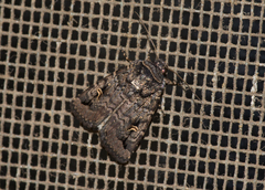 Proteuxoa microspila
