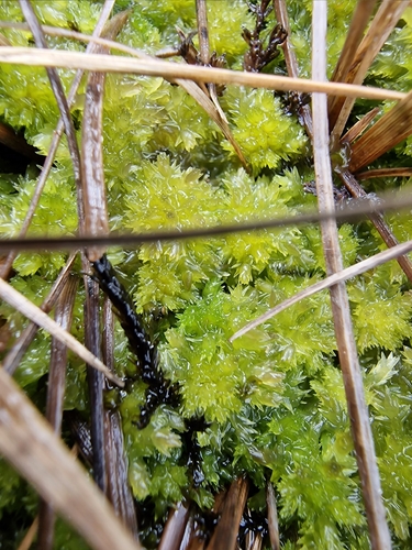 Sphagnum molle observed 2026-05-10