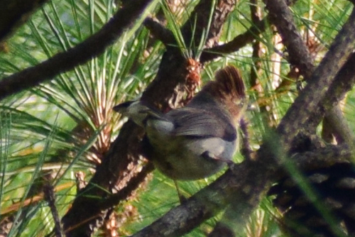 Yuhina castaniceps observed 2026-05-08