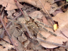 Harpactirinae