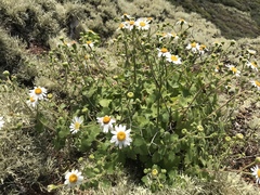Amauria rotundifolia