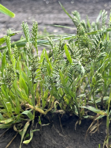Sclerochloa dura, photograph 3