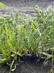 (c) Наталья Пикалова, some rights reserved (CC BY) Sclerochloa dura, photograph (c) Наталья Пикалова, some rights reserved (CC BY)