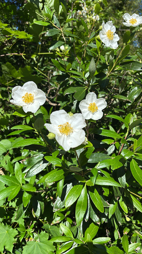 Carpenteria californica, 2026-05-22