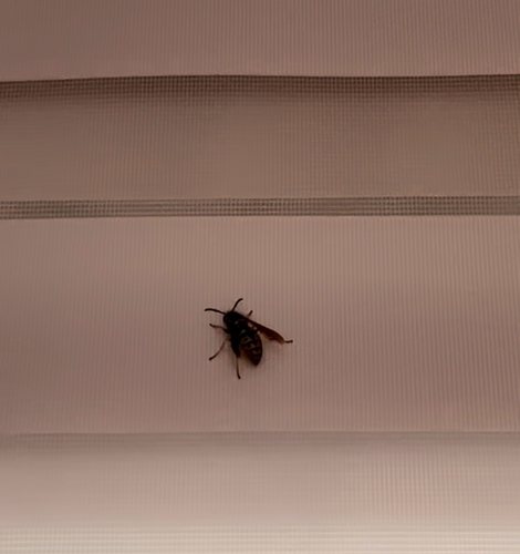 German Yellowjacket